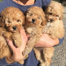 Judicious Toy poodle Puppies Available