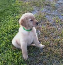 Top Quality Golden Retrievers