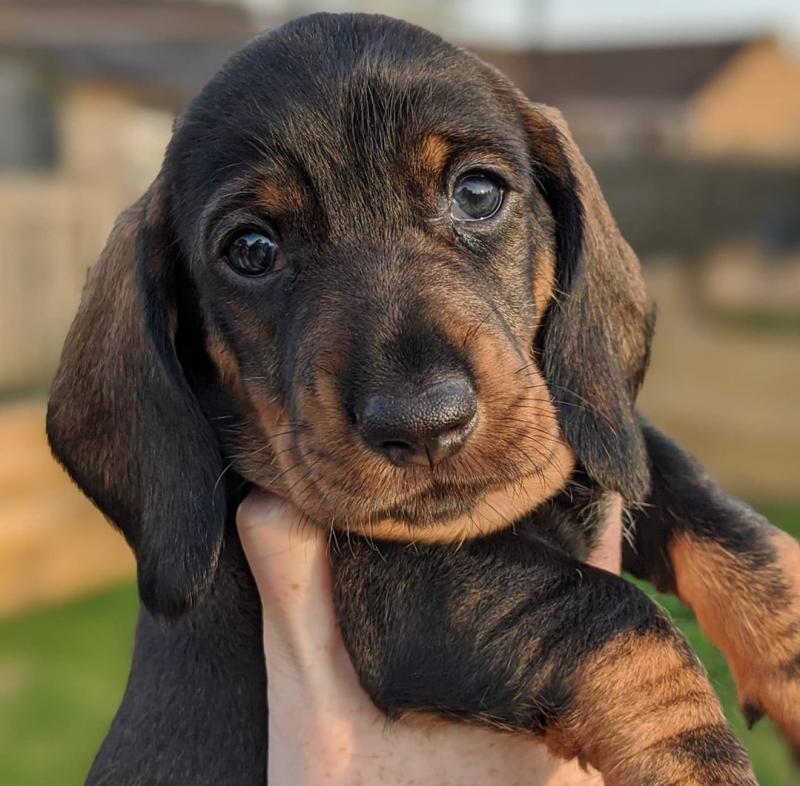 11 Weeks Old Dachshund Puppies for Adoption Image eClassifieds4u