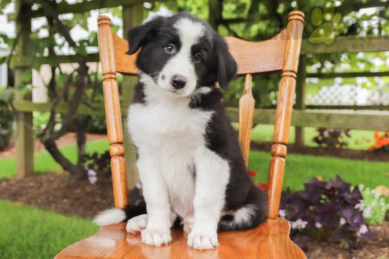 Border Collie (Boy & Girl) Image eClassifieds4u
