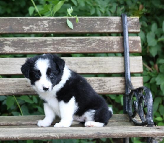 Border Collie Puppies ♥️ Image eClassifieds4u