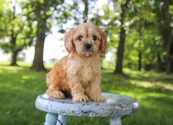 Cavapoo Puppies ♥️ Image eClassifieds4u