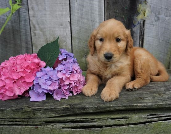 CBCA Reg'd Golden Retriever Puppies Image eClassifieds4u