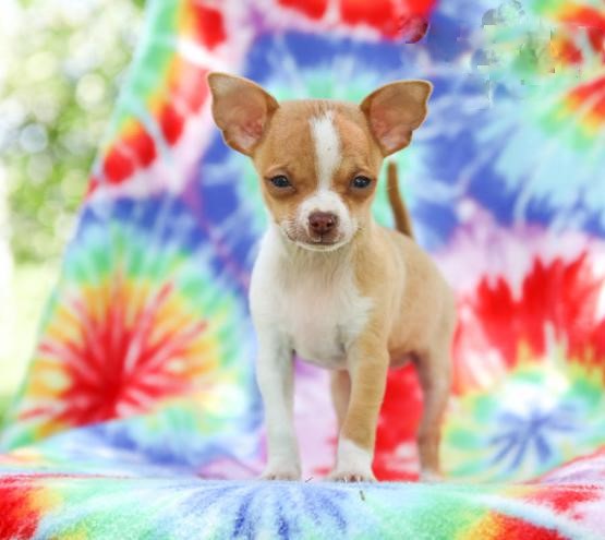 Chihuahua Puppies ♥️ Image eClassifieds4u