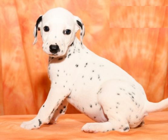CKC Dalmatian Pups, 2 still available! Ready to go this week! Image eClassifieds4u