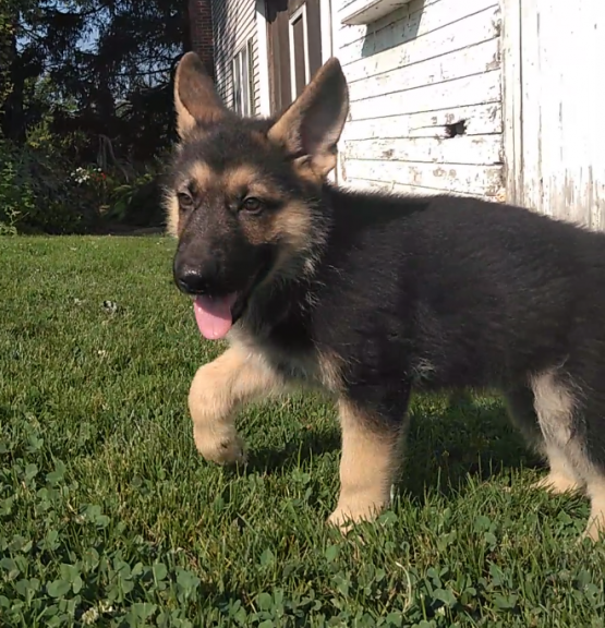CKC German Shepherd Pups, 2 still available! Ready to go this week! Image eClassifieds4u