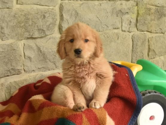 CKC Golden Retriever Pups, 2 still available! Ready to go this week! Image eClassifieds4u