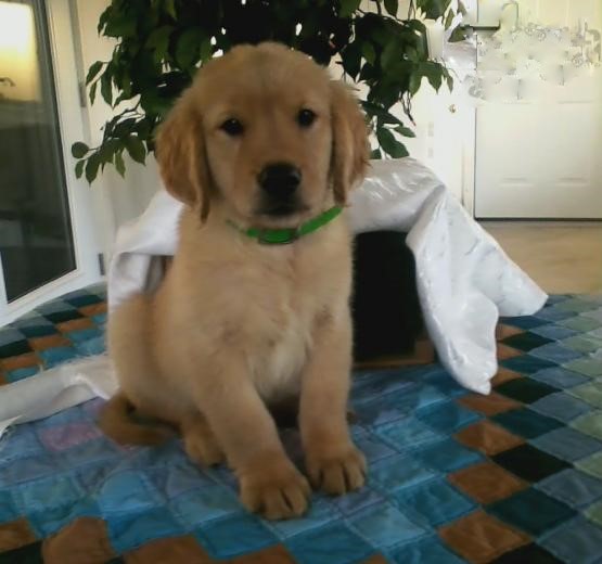 Golden Retriever Puppies ♥️ Image eClassifieds4u