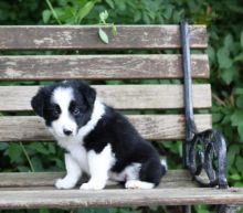 Border Collie Puppies ♥️ Image eClassifieds4U