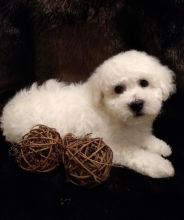 CBCA Reg'd Bichon Frise Puppies Image eClassifieds4U