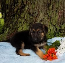 German Shepherd Puppies ♥️ Image eClassifieds4U