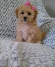 Maltipoo Puppies ♥️ Image eClassifieds4U