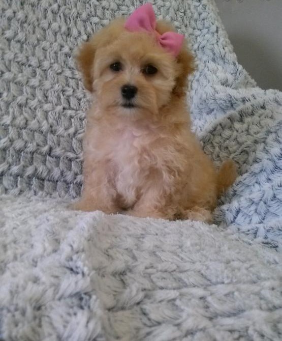 Maltipoo Puppies ♥️ Image eClassifieds4u