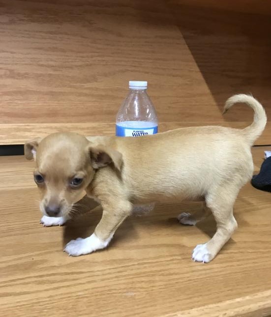 Top Quality Chihuahuas Image eClassifieds4u