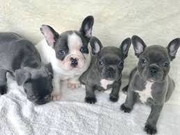 Top Quality Blue Pied French Bulldog Puppies Available Image eClassifieds4u