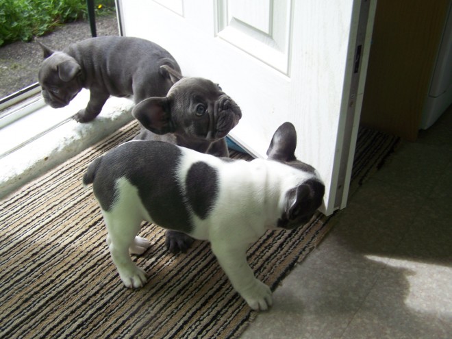 Top Quality Blue Pied French Bulldog Puppies Available Image eClassifieds4u