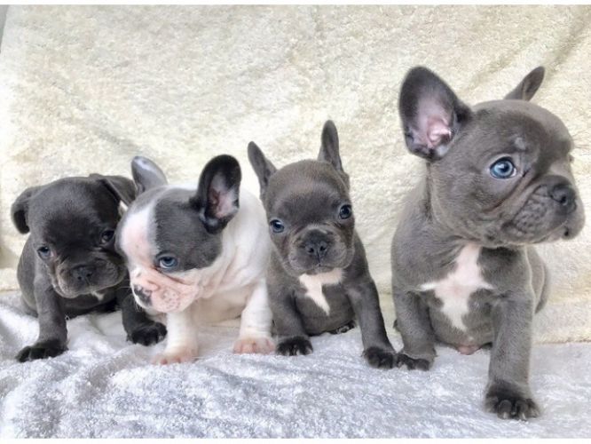 Top Quality Blue Pied French Bulldog Puppies Available Image eClassifieds4u