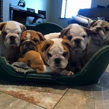 🐶🐶🐶🐶🐶 12 WEEKS OLD ENGLISH BULLDOG PUPPIES FOR ADOPTION 🐶🐶🐶🐶🐶