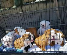 🐶 🐶 🐶 🐶 🐶 ENGLISH BULLDOG PUPPIES FOR ADOPTION 🐶 🐶 🐶 🐶 🐶 🐶 🐶 