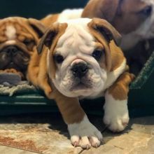 🐶 🐶 🐶 🐶 🐶 MAGNIFICENCE ENGLISH BULLDOG PUPPIES SEEK NEW HOMES 🐶 🐶 🐶 🐶 