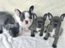 Top Quality Blue Pied French Bulldog Puppies Available