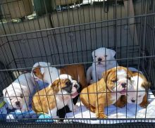 Handsome and Beautiful English Bullies can't wait to venture off to their new home. Absolutely beaut
