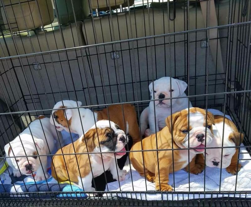 I have 4 puppies for adoption. They are very playful and very loving. Loves kids and other dogs. Image eClassifieds4u
