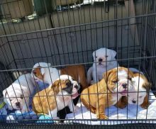 🐶🐶🐶🐶 ADOPT ME 🐶🐶🐶ADOPT ME 🐶🐶🐶 ENGLISH BULLDOG PUPPIES 🐶🐶🐶🐶 Image eClassifieds4u 1