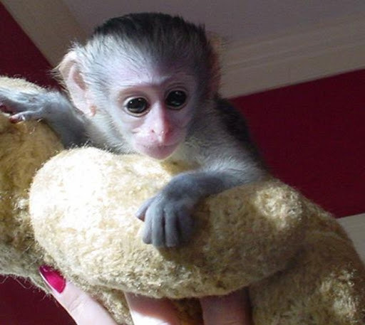 Capuchin Monkeys Available We have available an outstanding Capuchin monkey which is ready to go Image eClassifieds4u