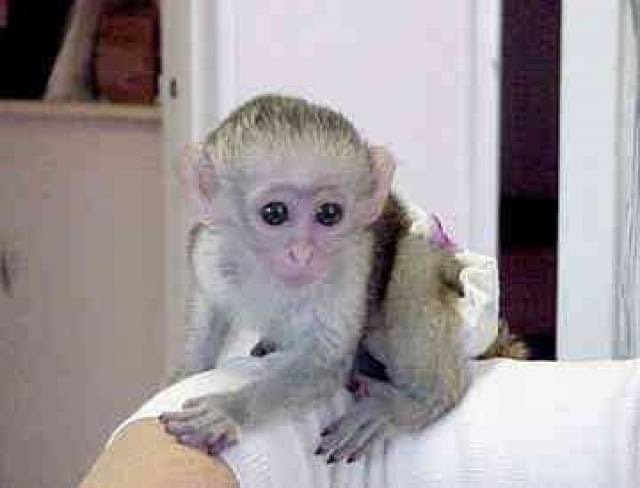 Capuchin Monkeys Available We have available an outstanding Capuchin monkey which is ready to go Image eClassifieds4u