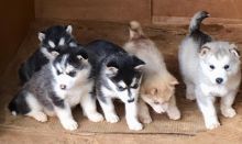 Alaskan Malamute puppies available