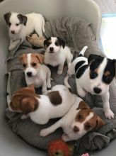 Jack Russell Terrier Pups Available