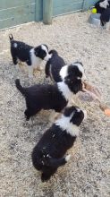 Adorable Border Collie Puppies