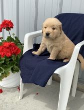 adorable golden retriever for sale