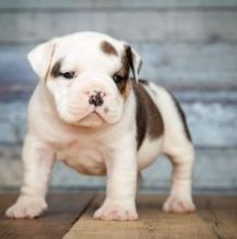 adorable health check 12 weeks englishbull pupiies