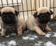 Adorable Pug Puppies For Sale