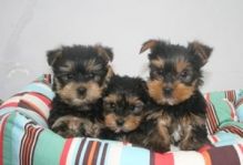 Affectionate cute male and female Teacup Yorkie puppie