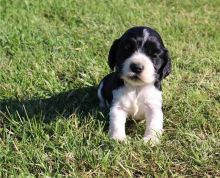 american er spaniel