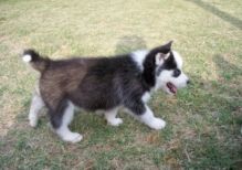 Awesome Blue Eyed Siberian Husky Puppies For sale