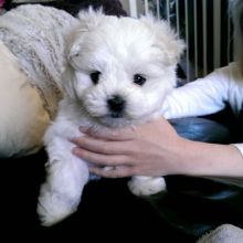 AWESOME PERSONALITY MALTESE PUPPIES FOR ADOPTION