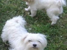 AWESOME PERSONALITY MALTESE PUPPIES FOR ADOPTION