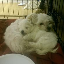 AWESOME PERSONALITY MALTESE PUPPIES FOR ADOPTION