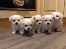 AWESOME PERSONALITY MALTESE PUPPIES FOR ADOPTION