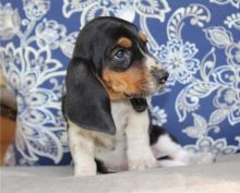 basset hound puppies