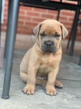 beautiful Cane Corso Puppies