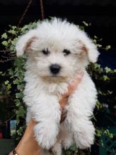 Bichon Frise Puppies