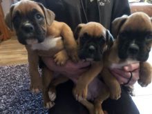 Boxer Puppies