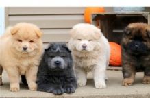 Cute Chow Chow puppies For Sale