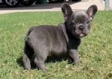 beautiful M/F Blue French Bulldog Puppies Available