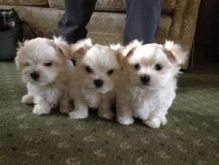 Friendly Teacup Maltese Puppies For sale